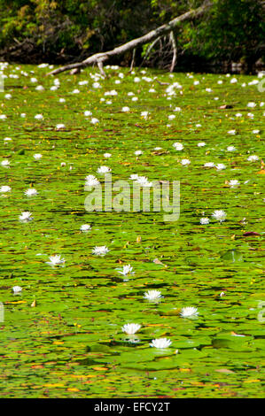 Water lilies on Bolton Notch Pond, Bolton Notch State Park, Connecticut ...