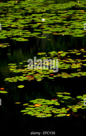 Water lilies on Bolton Notch Pond, Bolton Notch State Park, Connecticut ...