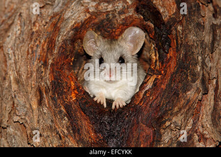 An Acacia tree rat (Thallomys paedulcus) sitting in a hole in a tree, South Africa Stock Photo
