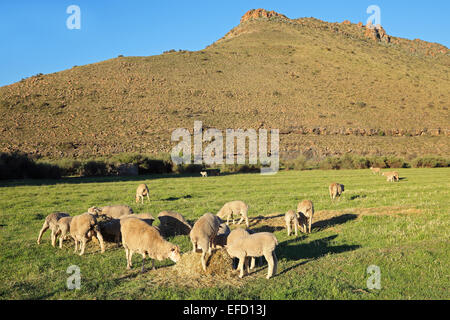 Merino sheep grazing on lush green pasture in late afternoon light, Karoo region, South Africa Stock Photo