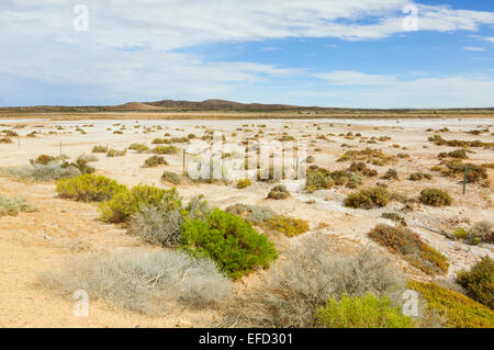 Saltpan along the Oodnadatta Track, South Australia Stock Photo