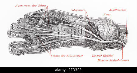 Vintage 19th century drawing of human foot sole nervous system and endings Stock Photo