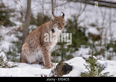 Luchs,Lynx lynx, Stock Photo