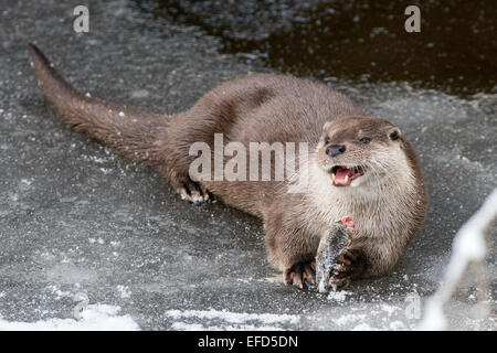 Erasian Otter,Fischotter,Lutra lutra),eating fish, Stock Photo