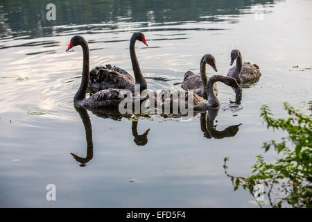 Nature reserve at 'Baldeneysee' lake, a refuge and breeding ground for many species of birds, mourning swans, Cygnus atratus, Stock Photo