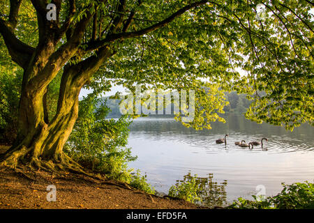 Nature reserve at 'Baldeneysee' lake, a refuge and breeding ground for many species of birds, mourning swans, Cygnus atratus, Stock Photo