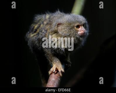 South American Pygmy marmoset (Callithrix pygmaea, Cebuella pygmaea) Stock Photo