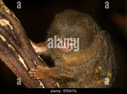 South American Pygmy marmoset (Callithrix pygmaea, Cebuella pygmaea) clinging to a tree Stock Photo