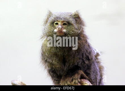 South American Pygmy marmoset (Callithrix pygmaea, Cebuella pygmaea) Stock Photo