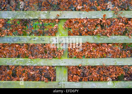 Garden fence in winter with brown beech hedge leaves Stock Photo