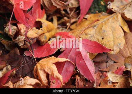 Decaying Autumn Maple leaf and other leaves on ground Stock Photo