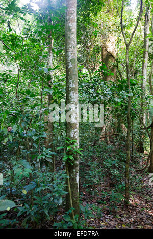 Silkrubber or African rubber tree (Funtumia elastica) Budongo Forest Reserve, Uganda