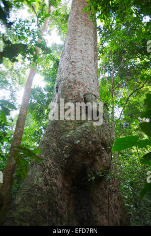 African Mahogany or White Mahogany (Khaya anthotheca) Budongo Forest Reserve, Uganda Stock Photo