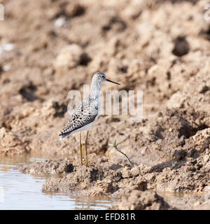 Marsh Sandpiper (Tringa stagnatilis).Wild bird in a natural habitat.  A small pond for summer watering of livestock size 40x40 m Stock Photo