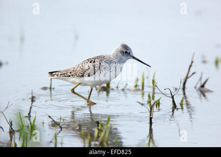 Marsh Sandpiper (Tringa stagnatilis).Wild bird in a natural habitat.  A small pond for summer watering of livestock size 40x40 m Stock Photo