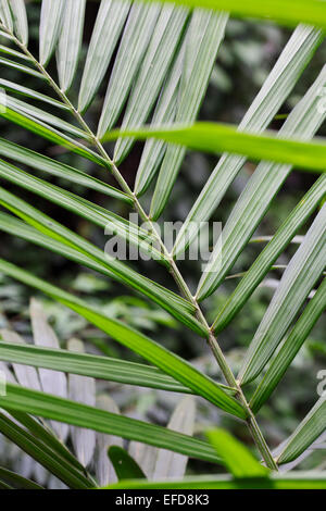 African Oil Palm leaves (Elaeis guineensis) Stock Photo