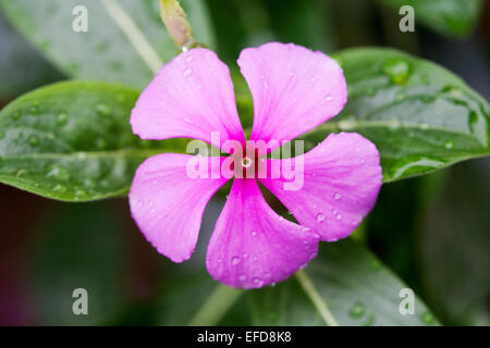 Madagascar Periwinkle (Catharanthus or Vinca roseus)  Medicinal plant: used to cure hypertension, kidney failure, malaria and di Stock Photo