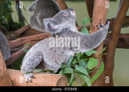 Baby koala climbing up a tree Stock Photo