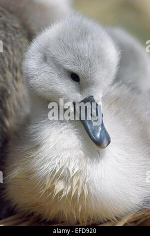 Mute swan cygnet (Cygnus olor) Abbotsbury, Dorset, UK Stock Photo