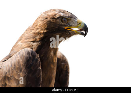 Wild golden eagle with open beak the bird of prey profile portrait isolated on white Stock Photo