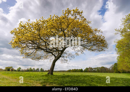 A single Oak tree growing in a field in the Spring sunshine and light cumulus clouds. Stock Photo