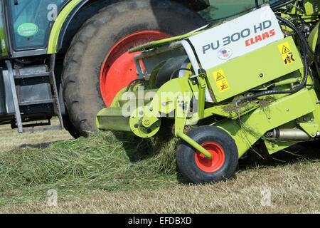 Close up of the pick up head of a Claas self propelled harvester making grass silage, UK Stock Photo