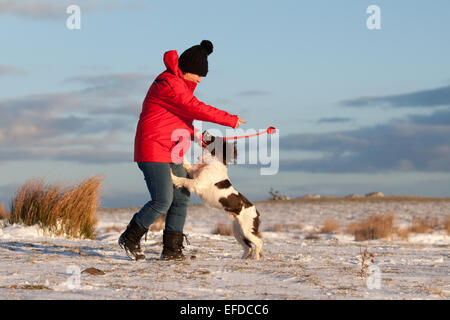 Springer spaniel enjoys the snow, England UK Stock Photo