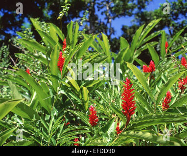 Red Ginger (Alpinia Purpurata) flowers, St Lucia, Lesser Antilles, Caribbean Stock Photo