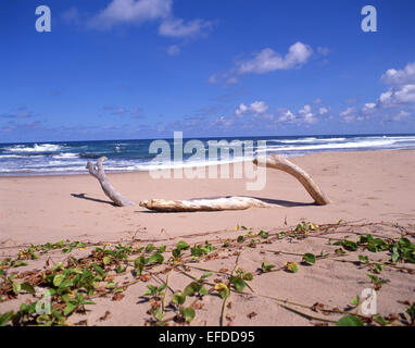 East Coast beach, Bathsheba, The Parish of Saint Joseph, Barbados, Lesser Antilles, Caribbean Stock Photo