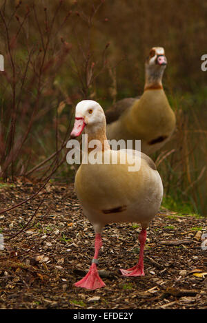 Egyptian geese in Richmond Park, London. Stock Photo