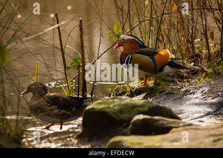 Mandarin ducks in Richmond Park, London. Stock Photo