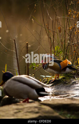 Mandarin ducks in Richmond Park, London. Stock Photo