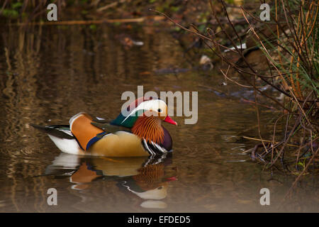 Mandarin ducks in Richmond Park, London. Stock Photo