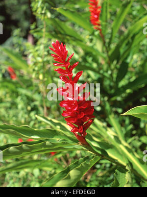 Red Ginger (Alpinia Purpurata) flowers, Saint Lucia, Lesser Antilles, Caribbean Stock Photo