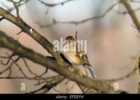 female fringilla coelebs ( european common chaffinch ) in winter plumage perched on tree Stock Photo