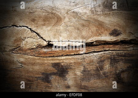 poplar wood cracked texture; this piece of wood is more than two hundred years old, it was finished with hand and hatched, not w Stock Photo