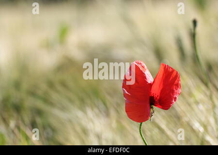 red wild flower growing in the maize field Stock Photo