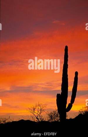 Silhouetted cactus and orange sky, Todos Santos, Baja California Sur, Mexico Stock Photo