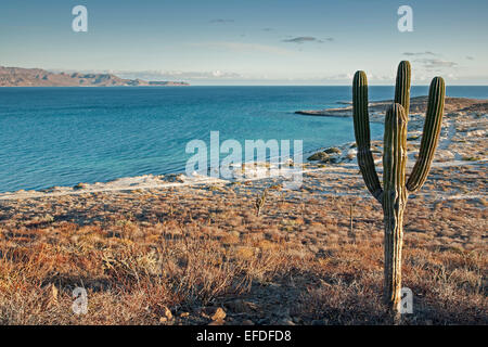 Cactus and sand dunes, near El Tecolote Beach, La Paz, Baja California Sur, Mexico Stock Photo