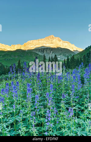 Subalpine Larkspur (Delphinium barbeyi) and Gilpin Peak, Yankee Boy Basin, near Ouray, Colorado USA Stock Photo