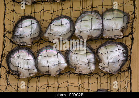 French Polynesia, Gambier Islands (aka Mangareva Islands), Island of Mangareva, town of Rikitea. Mother of pearl shells in net. Stock Photo