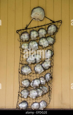 French Polynesia, Gambier Islands (aka Mangareva Islands), Island of Mangareva, town of Rikitea. Mother of pearl shells in net. Stock Photo