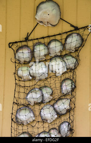 French Polynesia, Gambier Islands (aka Mangareva Islands), Island of Mangareva, town of Rikitea. Mother of pearl shells in net. Stock Photo