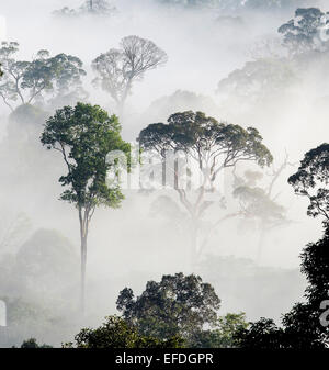 Rain forest trees emerging from morning mist in the Danum Valley in Sabah Borneo Stock Photo