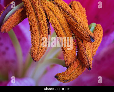 Ultra close up of stamens of a pink lily flower showing individual pollen grains Stock Photo