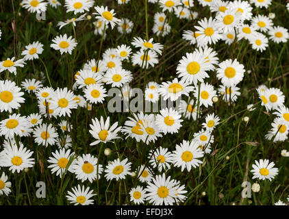 Patch of daisies Stock Photo