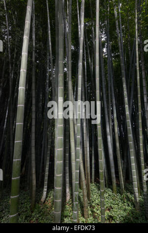 The bamboo forest at the Hokuku-ji temple, Kamakura, Japan Stock Photo