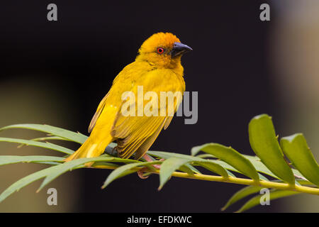 The Eastern Golden Weaver is common from Kenya to the Eastern Cape and as far inland as Malawi. Inhabits coastal plains Stock Photo