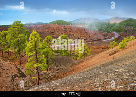 Tenerife - volcanic landscape, Teide National Park, Canary Islands, Spain Stock Photo