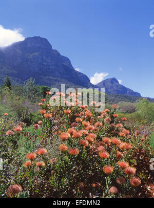 Kirstenbosch National Botanical Garden at foot of Table Mountain, Cape Town, Western Cape Province, Republic of South Africa Stock Photo